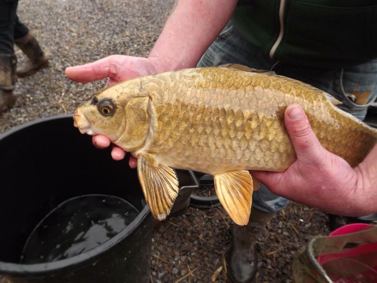 Marsh Water Ponds Fishery Villa Kidwelly Kültér fotó